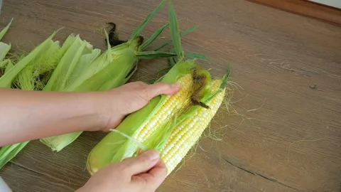 Ripe corn cobs in women's hands Stock Footage 159344808