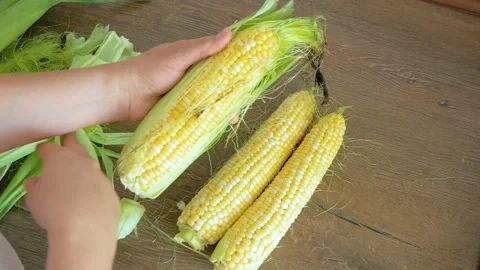 Ripe corn cobs in women's hands Stock Footage 159344827