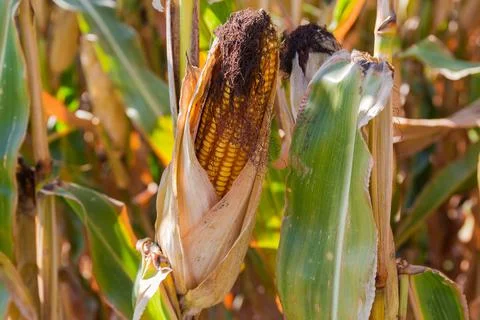 Ripe corn ear on stem on a field, close-up Stock Photos