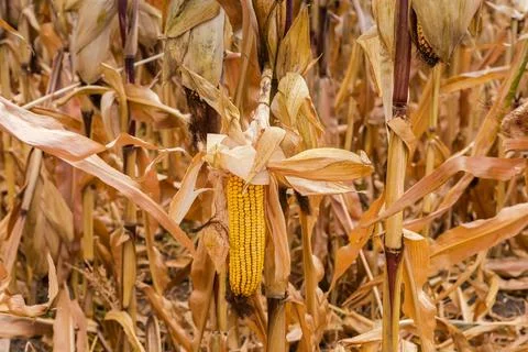 Ripe corn ears on the dry stems on corn field 写真素材