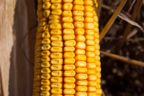 Ripe Corn In The Field Close Up Stock Photos