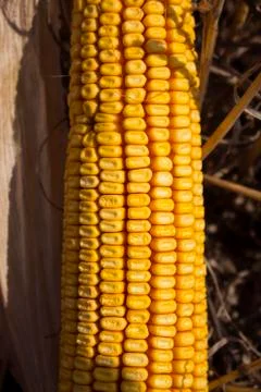 Ripe Corn In The Field Close Up Stock Photos