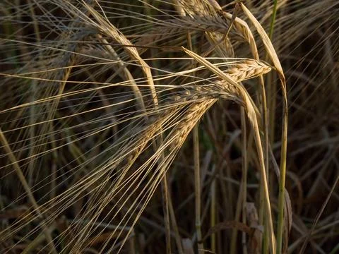 Ripe corn on the field, close up Stock Photos
