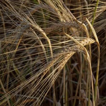 Ripe corn on the field, close up Stock Photos