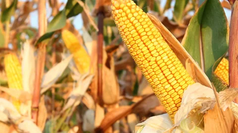 Ripe corn field Stock Footage 29224888