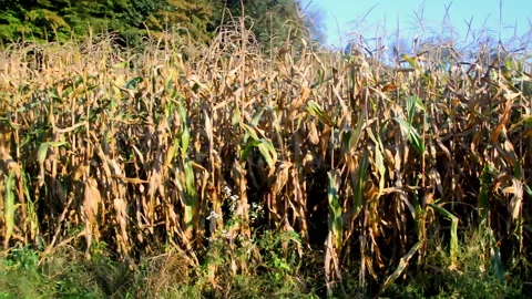 Ripe corn field Видео 141225439