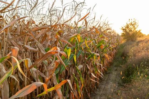Ripe corn field Stock Photos