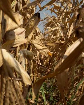 Ripe Corn In The Field Ready To Be Harvested Stock Photos