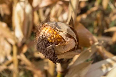 Ripe Corn In The Field Ready To Be Harvested Stock Photos
