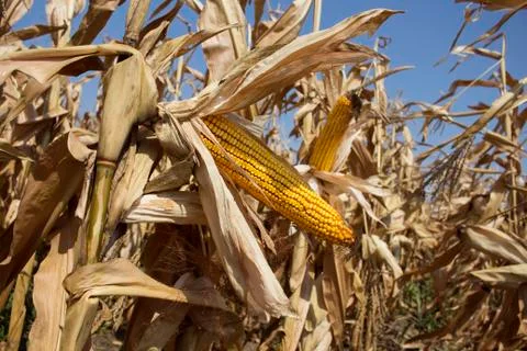 Ripe Corn In The Field Ready To Be Harvested Stock Photos