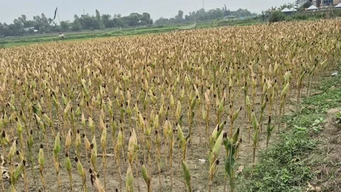 Ripe Corn Field Ready For Harvest Mature Maize Crop Landscape Wide Angle Shot Stock Footage 343328958
