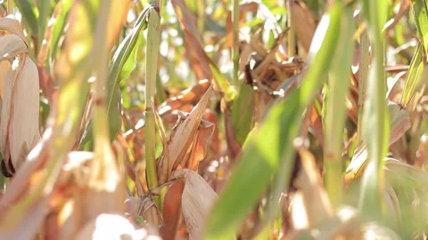 Ripe corn field, selective focus Stock Footage 249550851