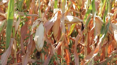 Ripe corn field, selective focus. Harvesting. Autumn field with ripe corn cobs Stock Footage 249550865