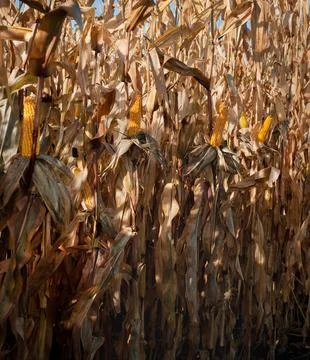 Ripe corn field, stems and leaves dry, golden brown in color and prominently  Stock Photos