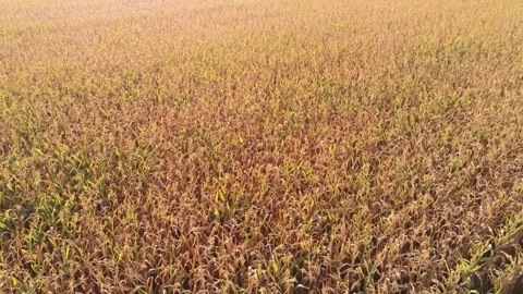 Ripe corn field with sunflares Video stock 159486946