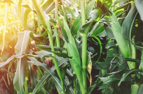 Ripe corn field in sunset Stock Photos