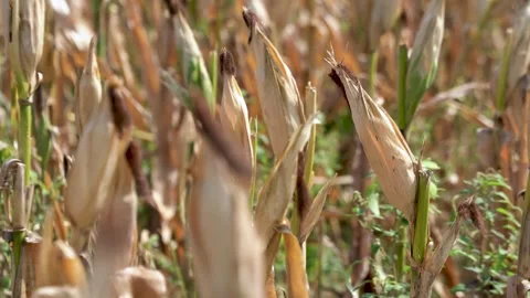 Ripe Corn Video stock 296101238