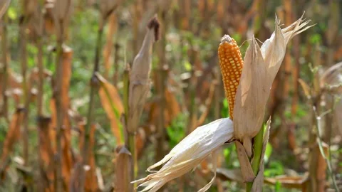 Ripe Corn Stock Footage 296101253