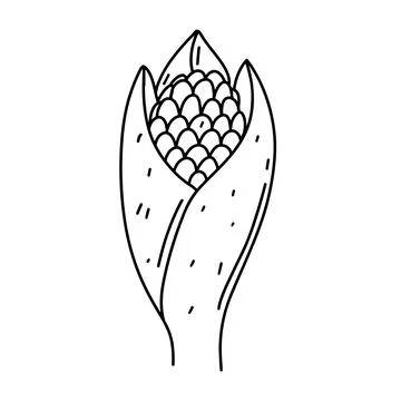 Ripe corn in hand drawn doodle style. Vector illustration isolated on white b Stock Illustration