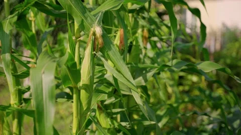 Ripe corn hanging on tree branches outdoors. Good harvest in the garden Video stock 158874004