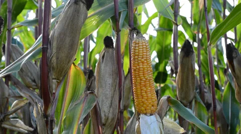 Ripe corn harvest Stock Footage 31463178