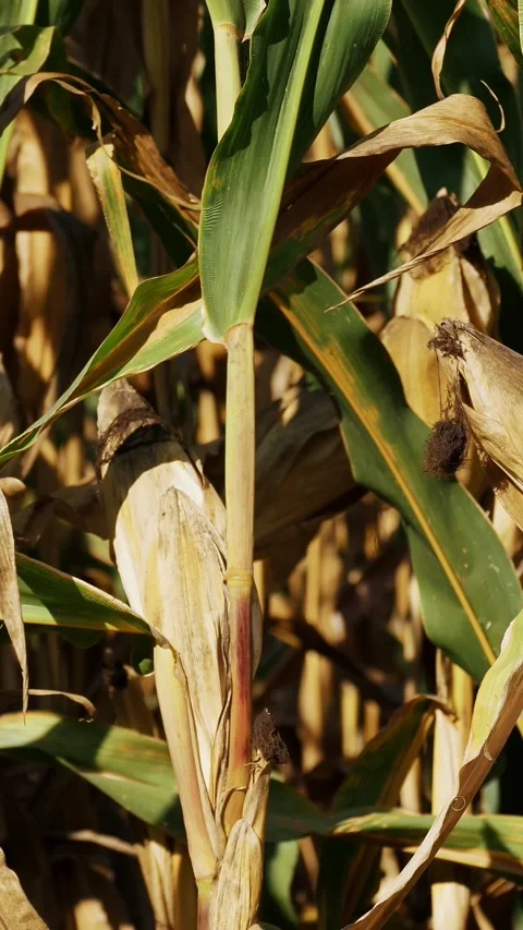 Ripe corn heads with corn whiskers and leaves. A cornfield along the road during Video stock 313244107