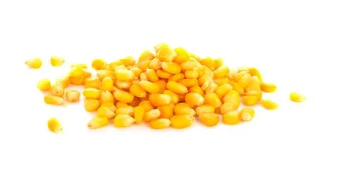 Ripe corn isolated on white background Stock Photos