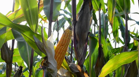 Ripe corn just before harvest 動画素材 31463728