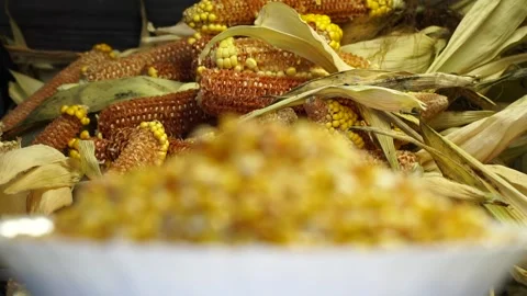 Ripe corn kernels. Video stock 204688923