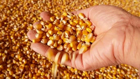 Ripe corn kernels spill out of your hand. Growing Organic Corn Stock Footage 253256111