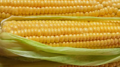 Ripe corn in a leaf, side view. Stock Footage 137319658