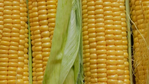 Ripe corn with leaves close up. Stock Footage 136623665