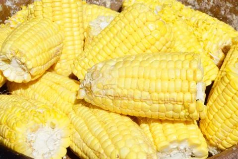 Ripe corn Stock Photos