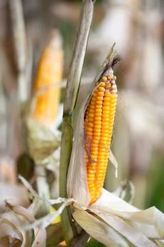 Ripe corn. Stock Photos
