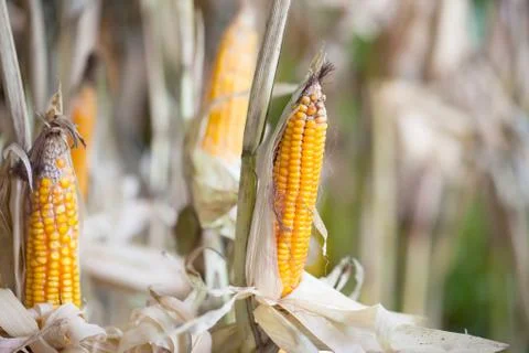 Ripe corn. Foto stock