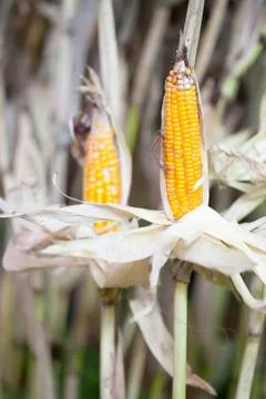 Ripe corn. Stock Photos