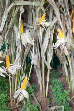 Ripe corn. Stock Photos