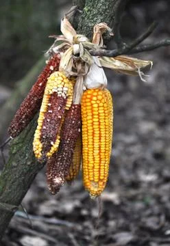 Ripe corn Stock Photos