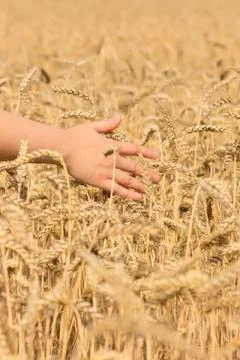 Ripe corn Stock Photos