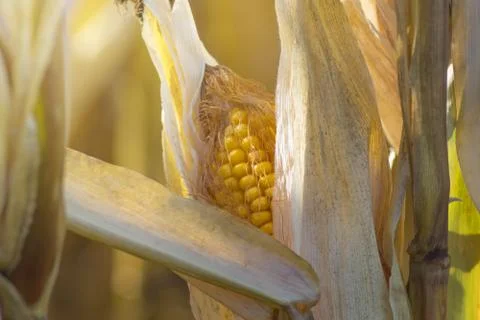 Ripe corn Stock Photos