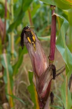 Ripe corn Stock Photos