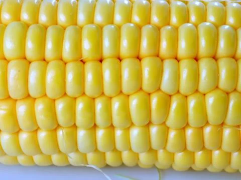 Ripe corn Stock Photos