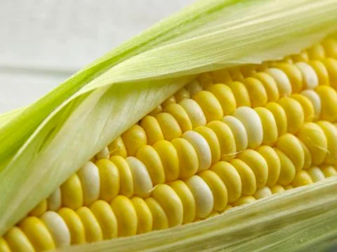 Ripe corn Stock Photos