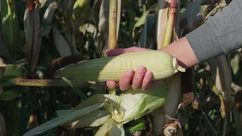 Ripe corn on the stalk Stock Footage 328352901