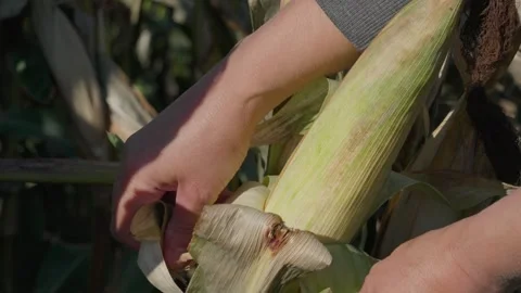 Ripe corn on the stalk Stock Footage 328352961