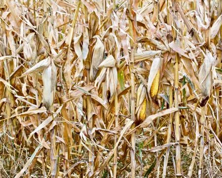 Ripe Corn on the Stalk Foto stock
