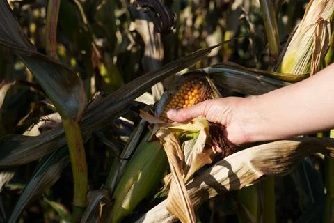 Ripe corn on the stalk Stock-Fotos