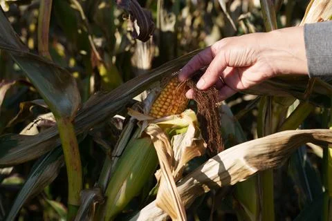 Ripe corn on the stalk Фото