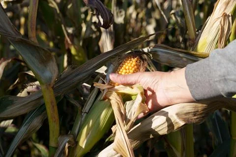 Ripe corn on the stalk Fotos Stock