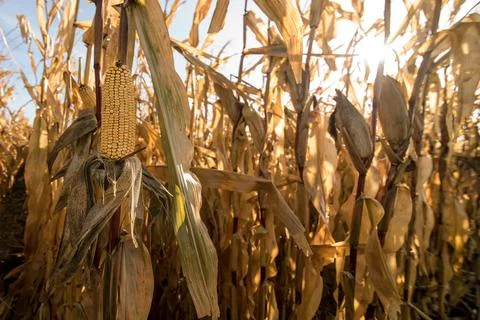 Ripe corn, the sunrays through dry leaves Foto stock